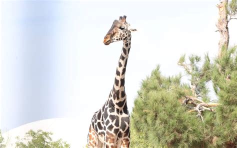 la jirafa benito - la posesión de deborah logan